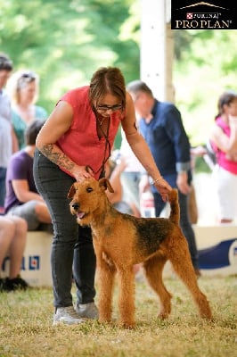 Étalon Airedale Terrier - CH. Tsuyu Du Clos De Médhiéna