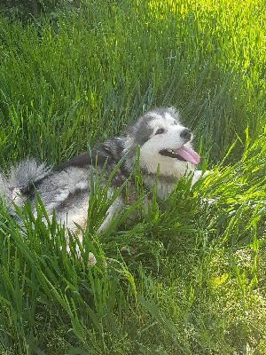 Étalon Alaskan Malamute - Olida Du Domaine De L'arche De Noe