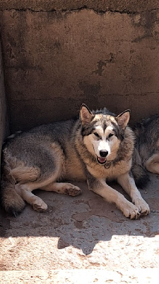 Étalon Alaskan Malamute - Terka(taïga ) (Sans Affixe)