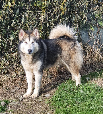 Étalon Alaskan Malamute - Oksana of the Nordic Dream