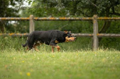 Étalon Australian Kelpie - de kikkert Roronoa zorro