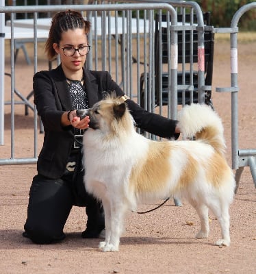 Étalon Bangkaew de Thailande - CH. Golden baby beautiful great dane