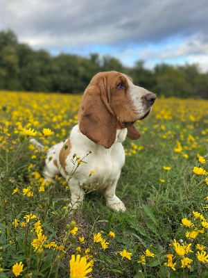 Étalon Basset Hound - Saphir Du Pont Pyrimont