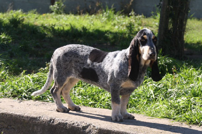 Étalon Basset bleu de Gascogne - Une jacinthe des vallées longeronnaises