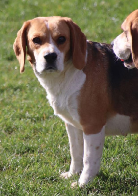 Étalon Beagle - Pepette De La Lisardière