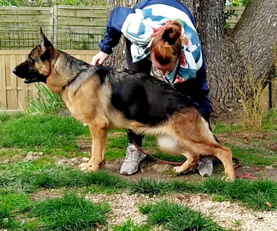 Étalon Berger Allemand - Royalty du clos de la gloriette