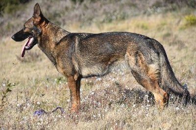 Étalon Berger Allemand - Grey wolf keegan von der teufelskehle