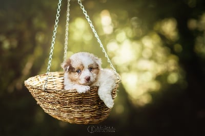 Étalon Berger Australien - River lea du chemin des korrigans