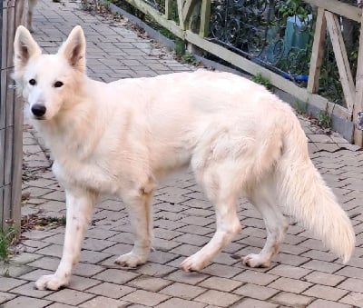 Étalon Berger Blanc Suisse - Swannie Des Blancs Du Pays Gallo