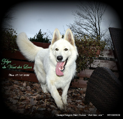 Étalon Berger Blanc Suisse - Zelya Vent des lacs