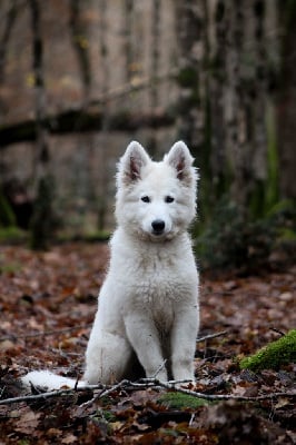 Étalon Berger Blanc Suisse - Wisdom of galina from linde's whites wolves