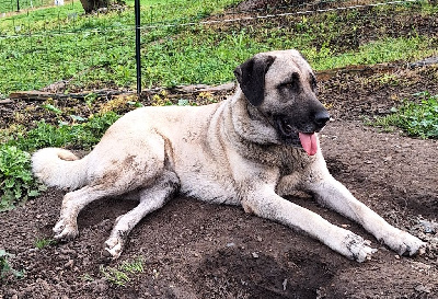 Étalon Berger Kangal - Domaine De Dare Hell Safyr