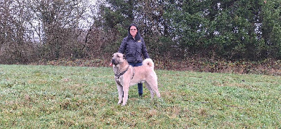 Étalon Berger Kangal - CH. S'toruk panter Du Domaine Du Bois Fidèle