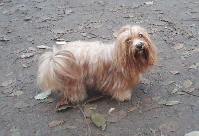 Étalon Bichon Havanais - Ultimate star De l'ilot sacré