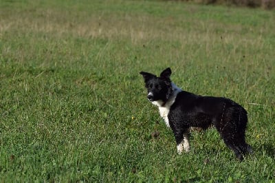 Étalon Border Collie - Pin'up (Sans Affixe)