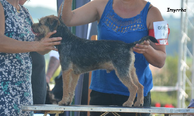 Étalon Border Terrier - Faust z choliny