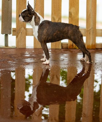 Étalon Boston Terrier - CH. Solenzara de L'aige de la tournelle