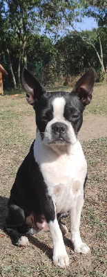 Étalon Boston Terrier - Skye De La Closerie D'Emilou