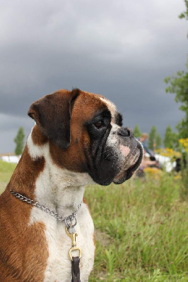 Étalon Boxer - CH. Makenju's Tomaz