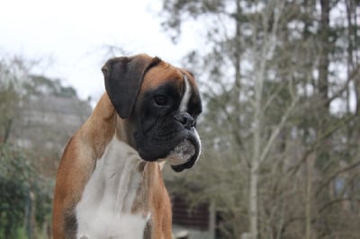 Étalon Boxer - Makenju's Very first lady