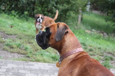 Étalon Boxer - Salt-n-pepa con Tilia