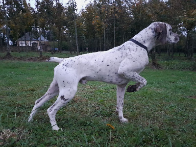 Étalon Braque du Bourbonnais - CH. Simon Des Cimes D'or