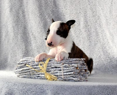 Étalon Bull Terrier Miniature - Terrier's Paradise U need me