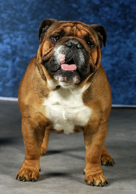 Étalon Bulldog Anglais - Sunny boy Du Clandisa De La Gironde