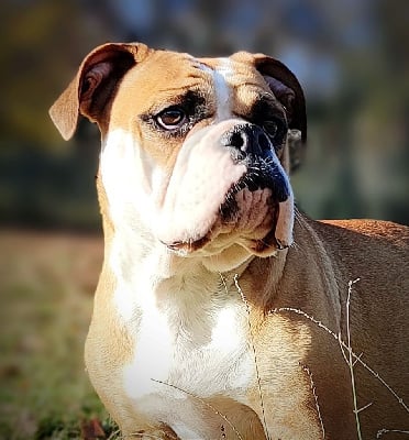 Étalon Bulldog continental - True love des Terrasses du Larzac