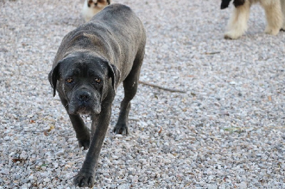 Étalon Cane Corso - Orfee Du clos des ternes