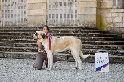 Étalon Cao de Gado Transmontano - CH. Perla Du Haras Du Paty