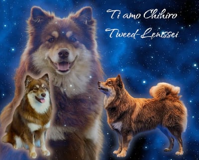 Étalon Chien finnois de Laponie - Ti amo chihiro Tweed Lenissei