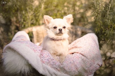 Étalon Chihuahua - Lou Crozia U'lena