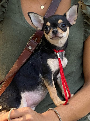 Étalon Chihuahua - Una bella Des Perles D'Aurore