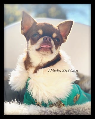Étalon Chihuahua - Lou Crozia Ringo rocco