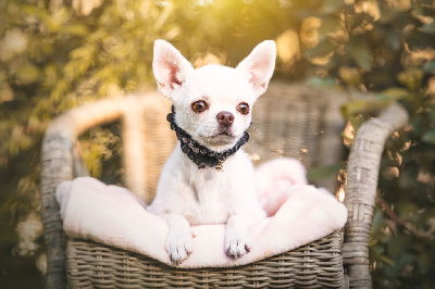 Étalon Chihuahua - Lou Crozia Sakura