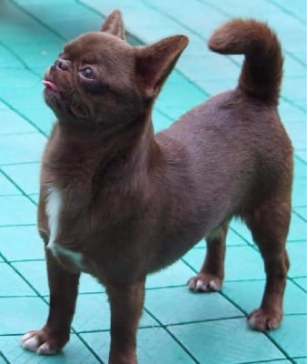 Étalon Chihuahua - Astra vitus Gigant mysli