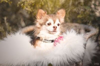 Étalon Chihuahua - Lou Crozia Roxanne