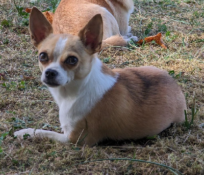 Étalon Chihuahua - CH. De Castel Nevez Des Embruns Sigrün