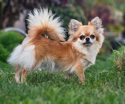 Étalon Chihuahua - lookum Ygritte