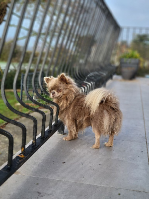 Étalon Chihuahua - Shazam Star Pyla