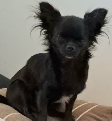 Étalon Chihuahua - (Sans Affixe) Tana