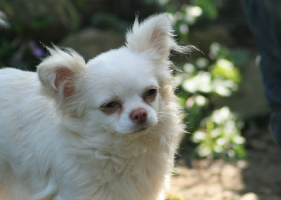 Étalon Chihuahua - Sharly's de la Combe aux Genêts