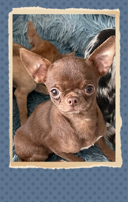 Étalon Chihuahua - Tilwenn (Sans Affixe)