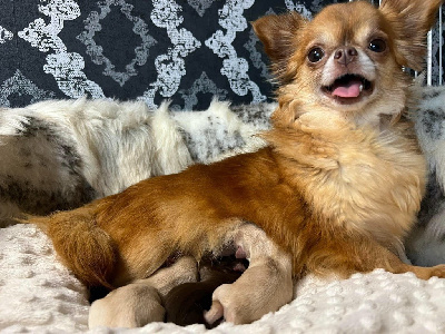 Étalon Chihuahua - Patsy Du Clos Du Bodou