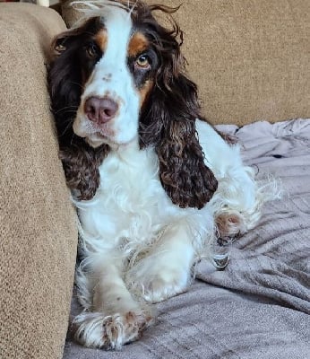 Étalon Cocker Spaniel Anglais - De L'étang Au Miroir Sofy