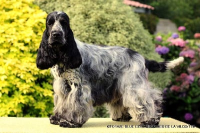 Étalon Cocker Spaniel Anglais - Topaze blue des aubépines de la Vilco