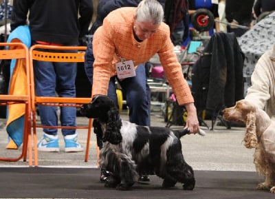 Étalon Cocker Spaniel Anglais - black delja's Ardemonio (tom)