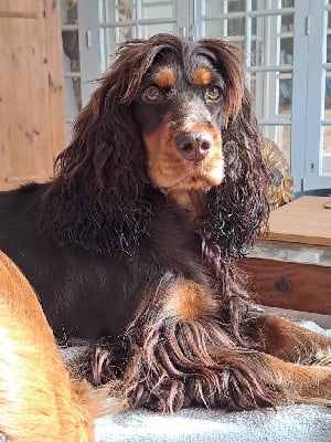 Étalon Cocker Spaniel Anglais - Tchepsout akheza pedroc Du Domaine De La Pruneraie