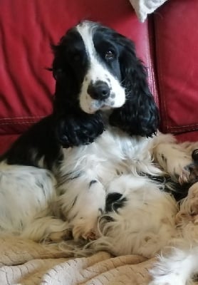 Étalon Cocker Spaniel Anglais - Sundae Du Domaine de Cors